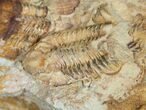 Carboniferous trilobites from Kazahstan, Griffithides #6035-2
